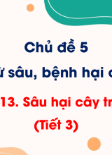 CN Trồng trọt - Bài 13. Sâu hại cây trồng (Tiết 3)
